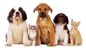 pets1